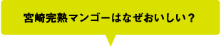 宮崎完熟マンゴーはなぜおいしい